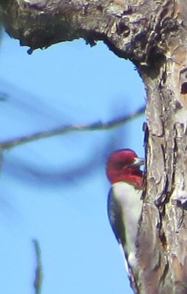 Red-headed Woodpecker