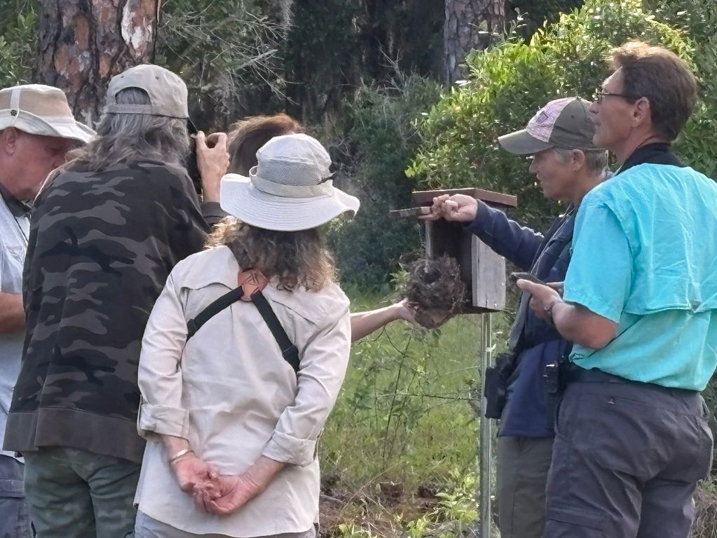 checking out a bluebird box