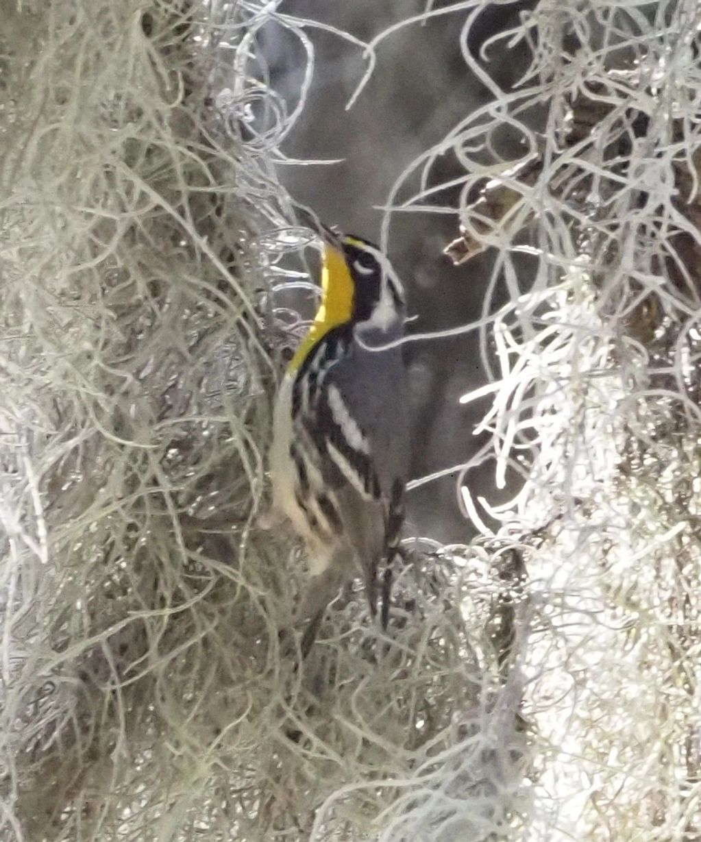 Yellow-throated Warbler - Photo credit Dorothy Harris