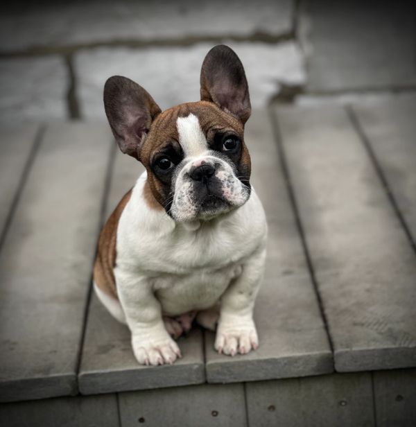 Adorable French Bulldog puppy sitting on wooden steps looking curiously.