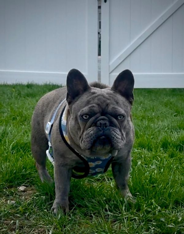 A gray French Bulldog with striking blue eyes stands on green grass.