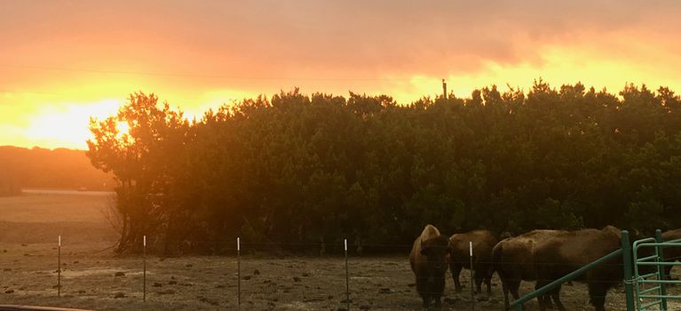 Bison Hill Ranch photo 2