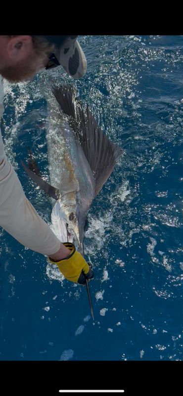 Sailfish caught 40 miles offshore