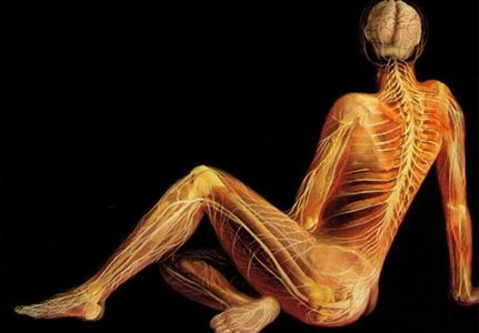 Artful shape of a transparent body showing nerves and muscles for relaxation. 