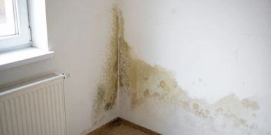 moldy drywall water damage