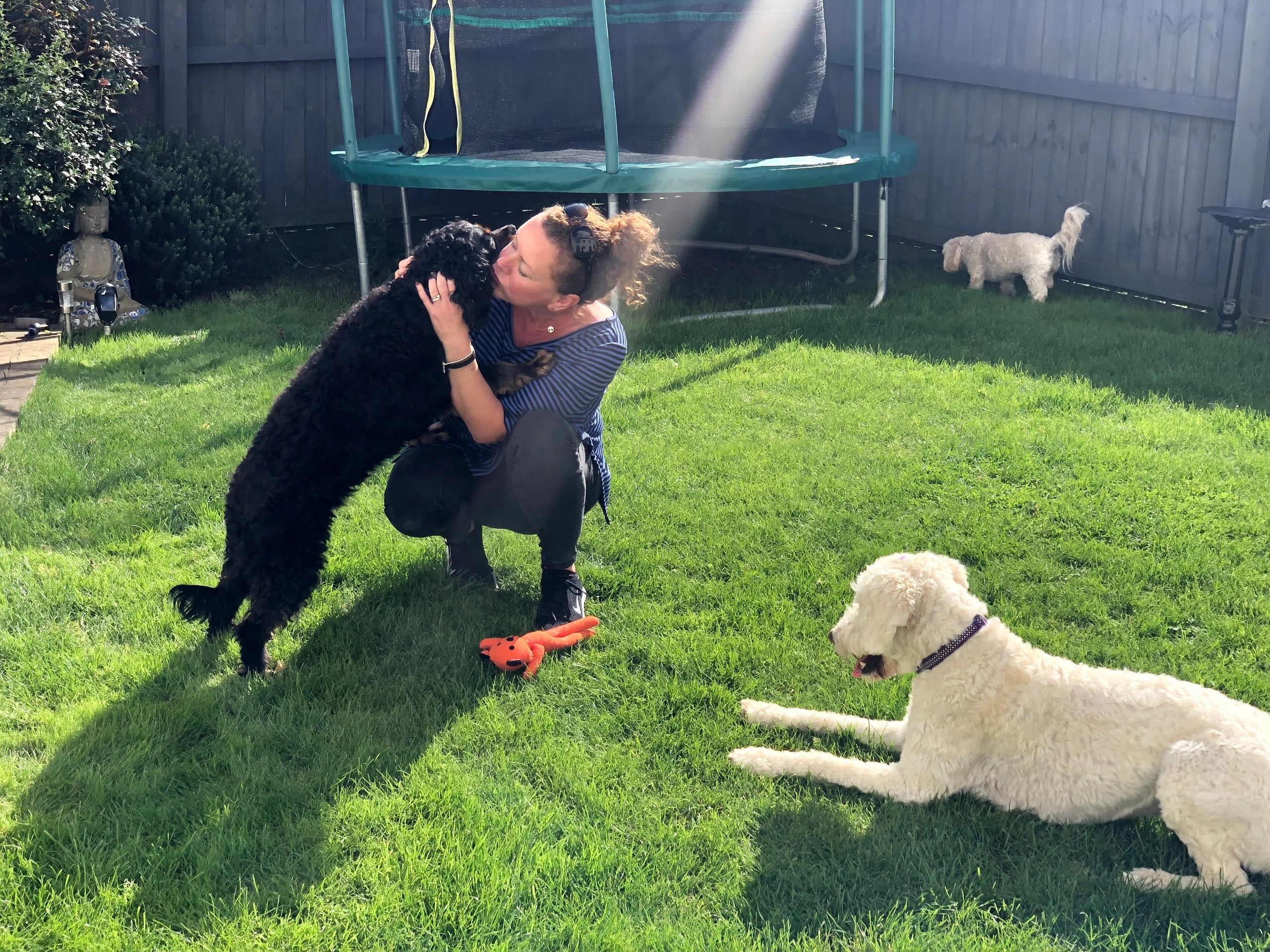 Kath's Cwtch Dog Home Boarding Neath