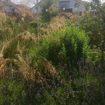 A lush garden with green plants and purple flowers under a partly cloudy sky.