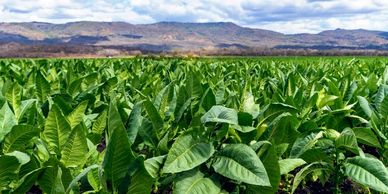 connecticut tobacco fields River Valley Farm Windsor Historical Society Photo Essay: A Visit to
