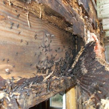 moisture problem that led to  carpenter ants invading and destroying wood