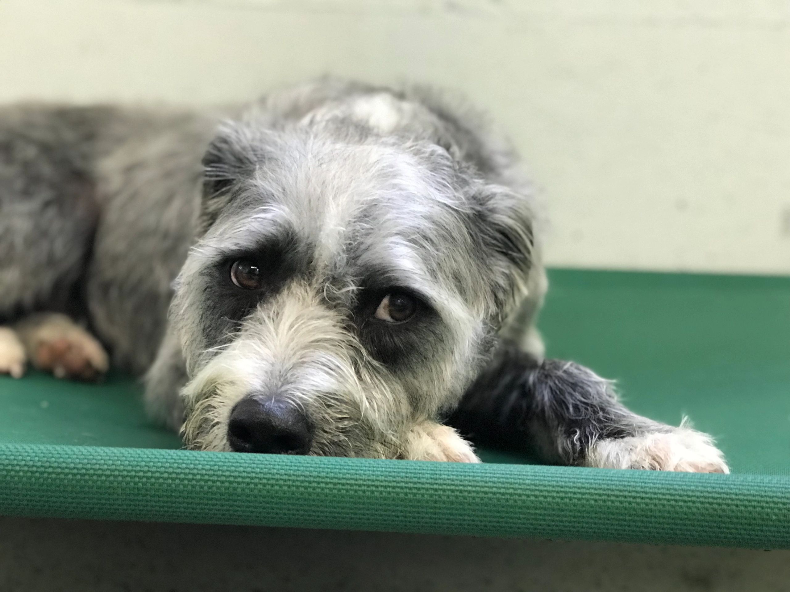 Little Ark Dog Grooming