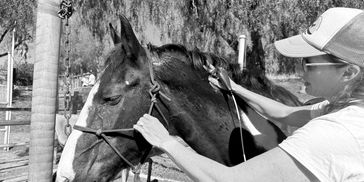 Person grooming a horse outdoors near a palm tree.