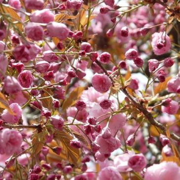 Clusters of pink cherry blossoms blooming on tree branches.