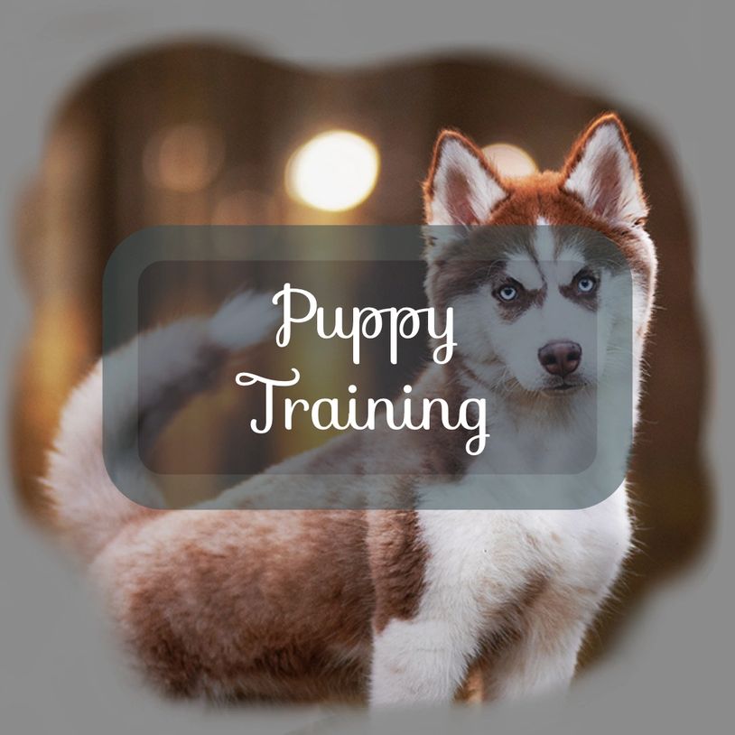 dog training jupiter
dog trainer jupiter 
dog training abacoa