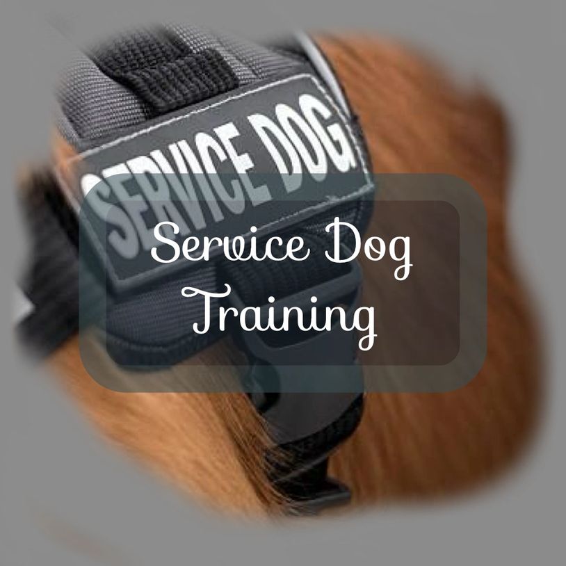 dog training jupiter
dog trainer jupiter 
dog training abacoa
service dog training Jupiter, fl