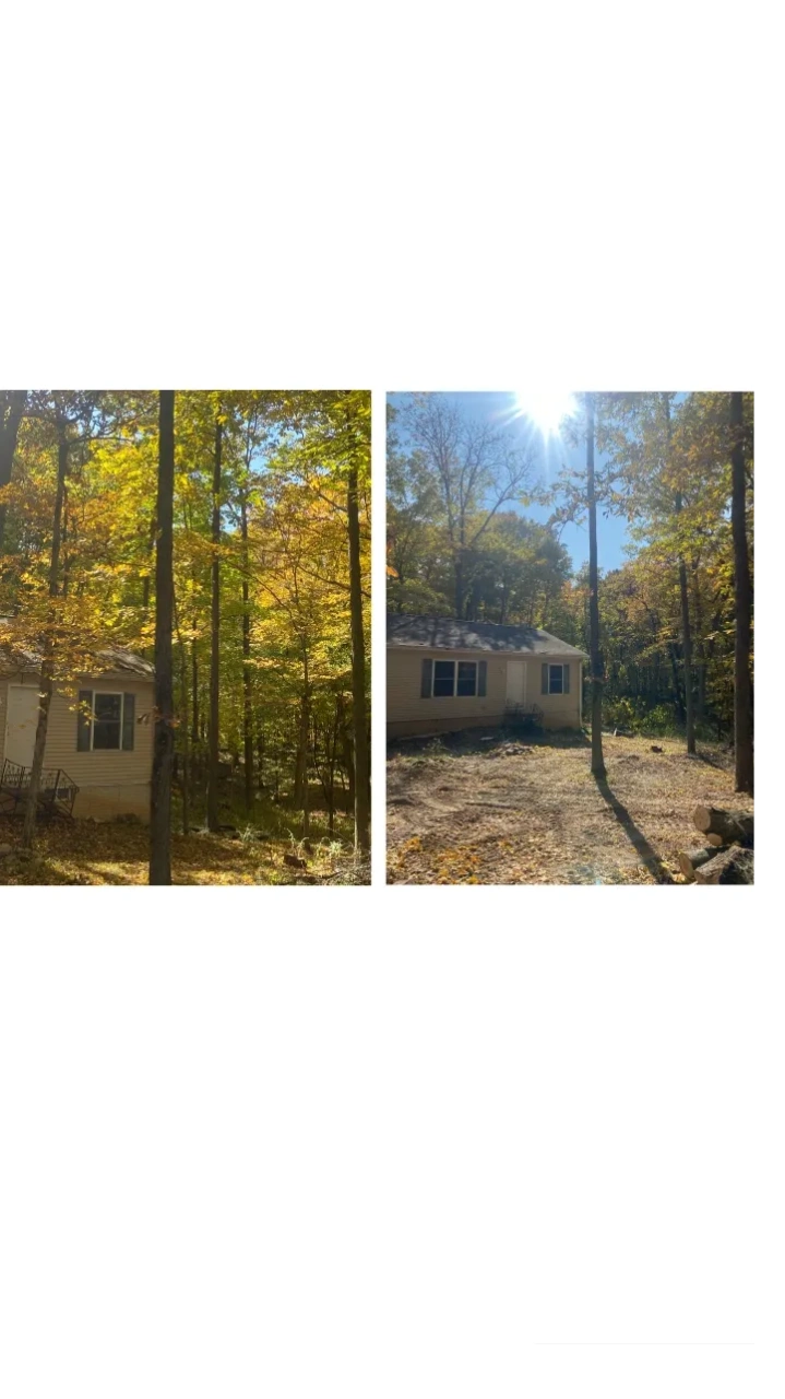 Tree Work Before and After