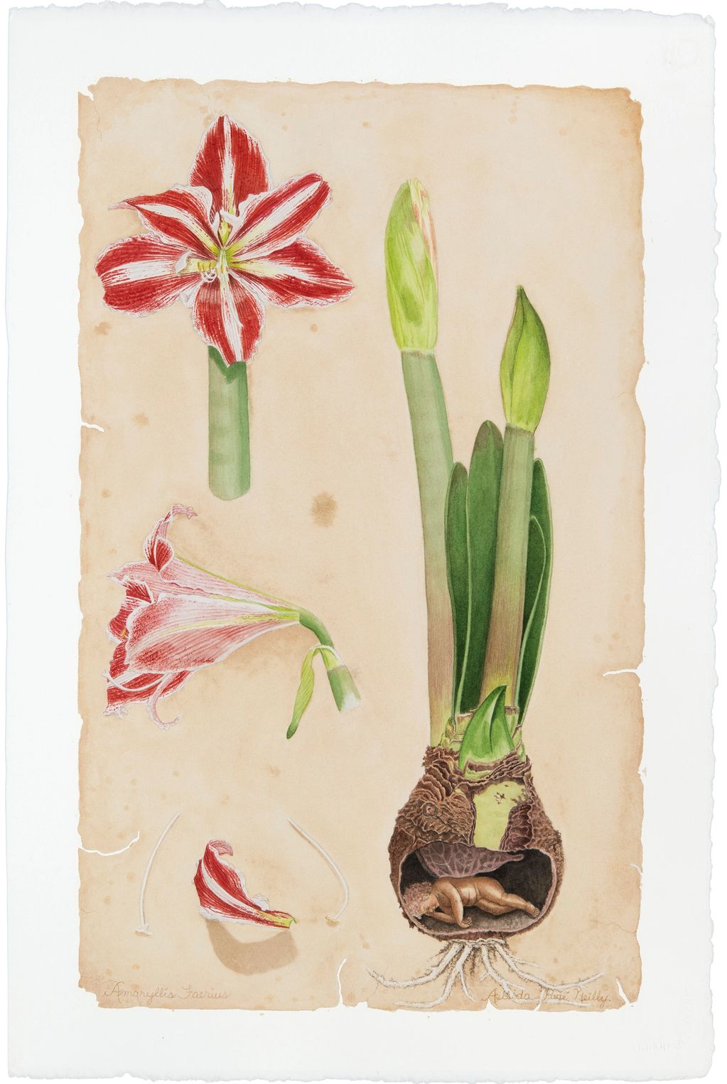Amaryllis - 22" x 15" Watercolour print
$145.00 CAD
