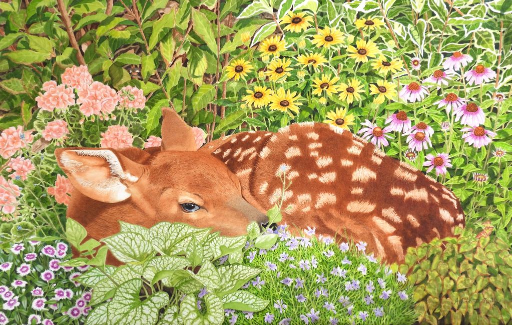 Fawn - Watercolour, 18.5" x 30"