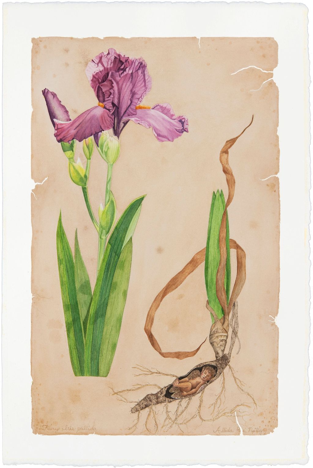 Iris - 22" x 15" Watercolour print
$145.00 CAD