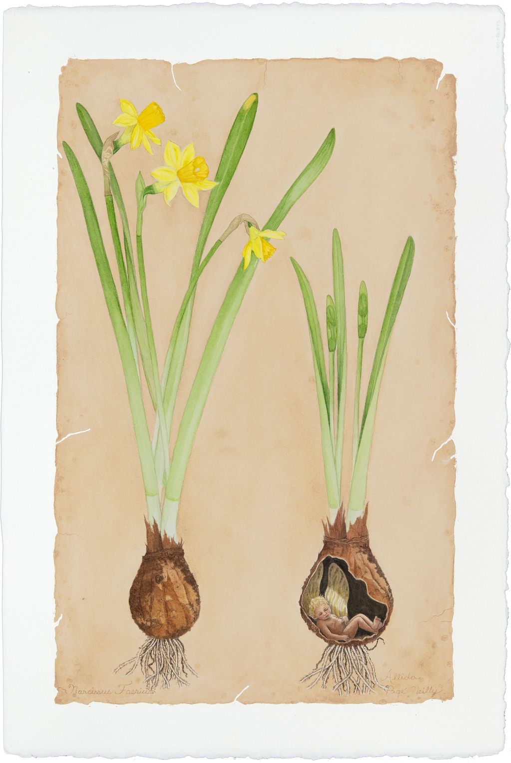 Narcissus - 22" x 15" Watercolour print
$145.00 CAD