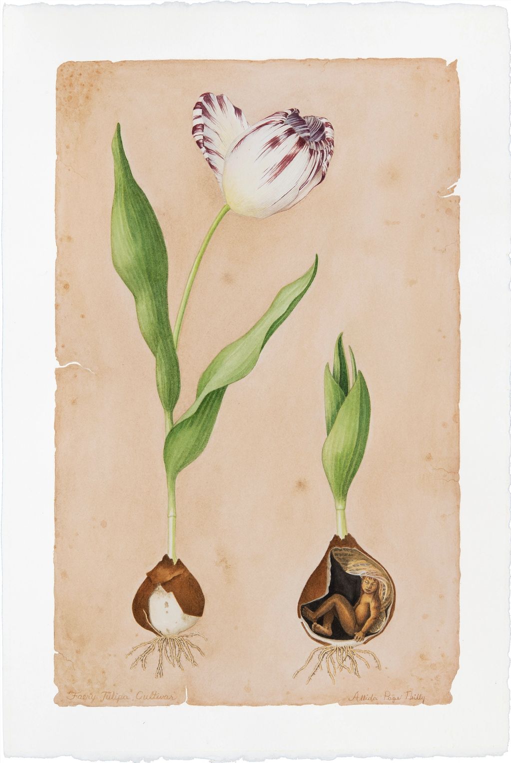 Tulip - 22" x 15" Watercolour print
$145.00 CAD