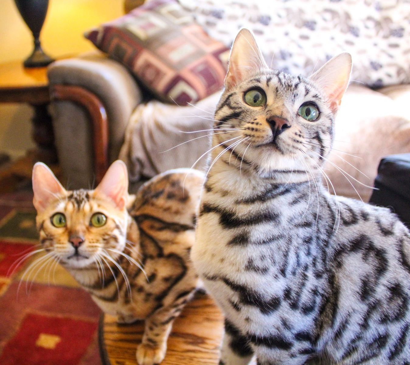 Royal Katz Bengals