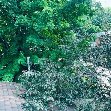 A fallen tree branch on a rooftop.