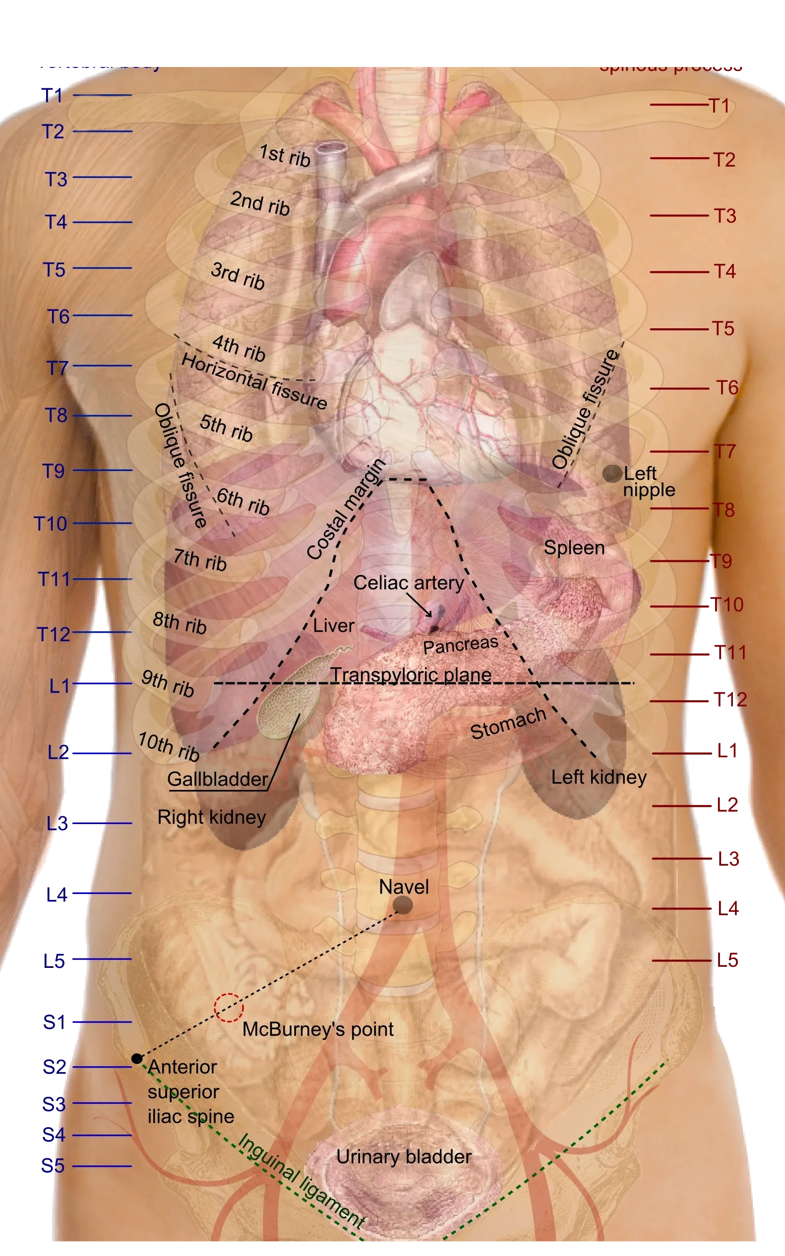 Name That Body Part