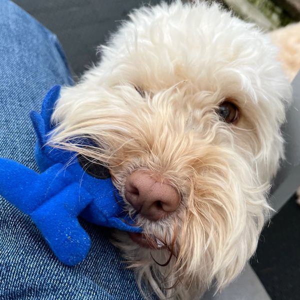 white dog playing with a blue toy