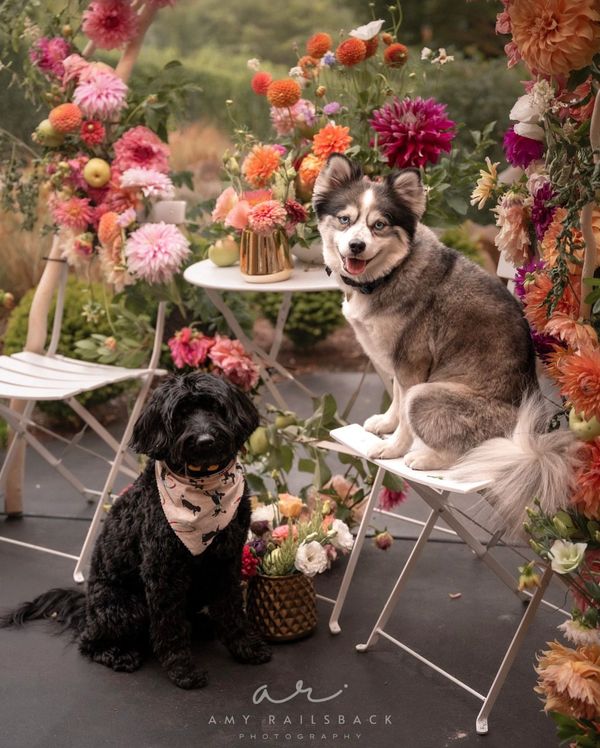 dogs, pet photo shoot, dogs with floral background