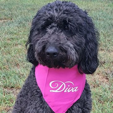 Coat: curly and all Black
Nose: Black
Eyes: Dark Brown
Weight: 50 lbs