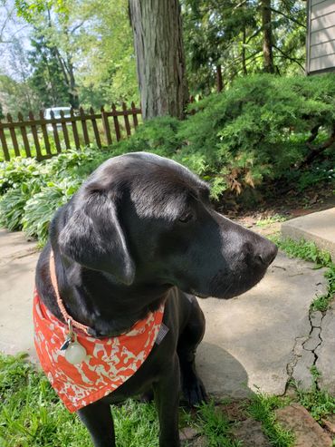 Max
