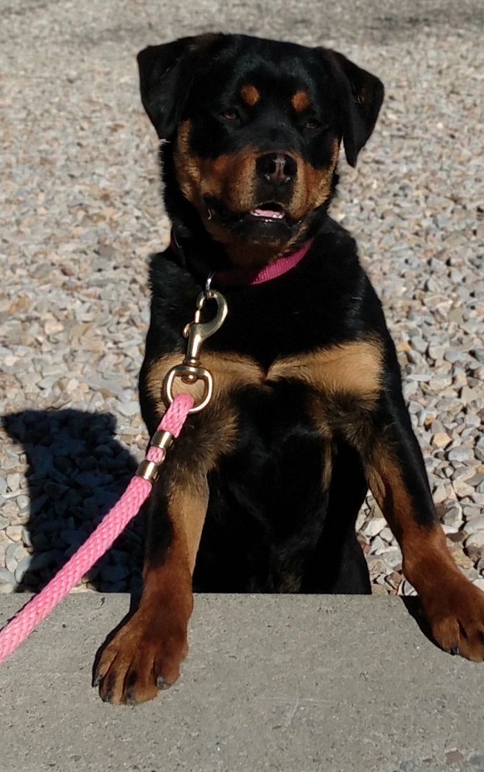 Miniature Rottweilers - Miniature Rottweilers, Standard Rottweilers