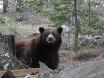 Mama brown bear in the forest looking at the camera 