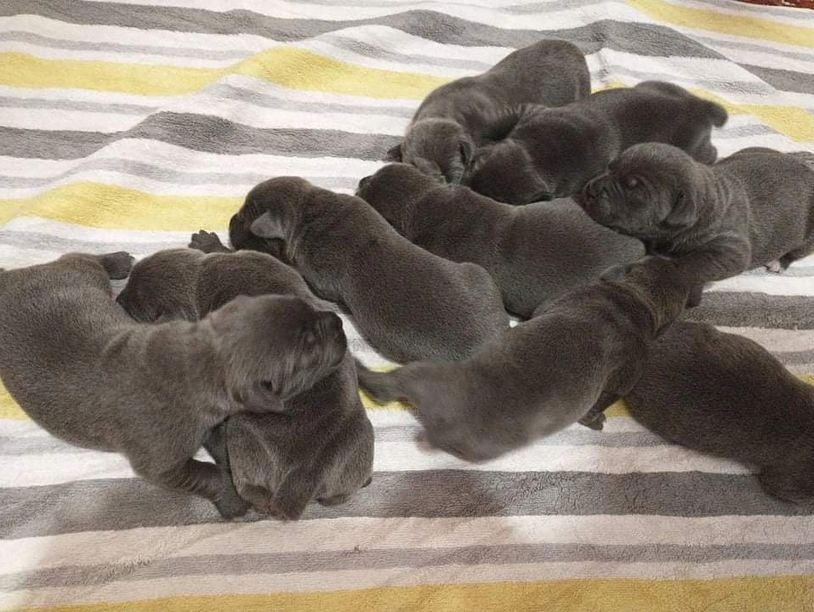 Walnut Creek Puppies Cane Corso Puppies, Available Now