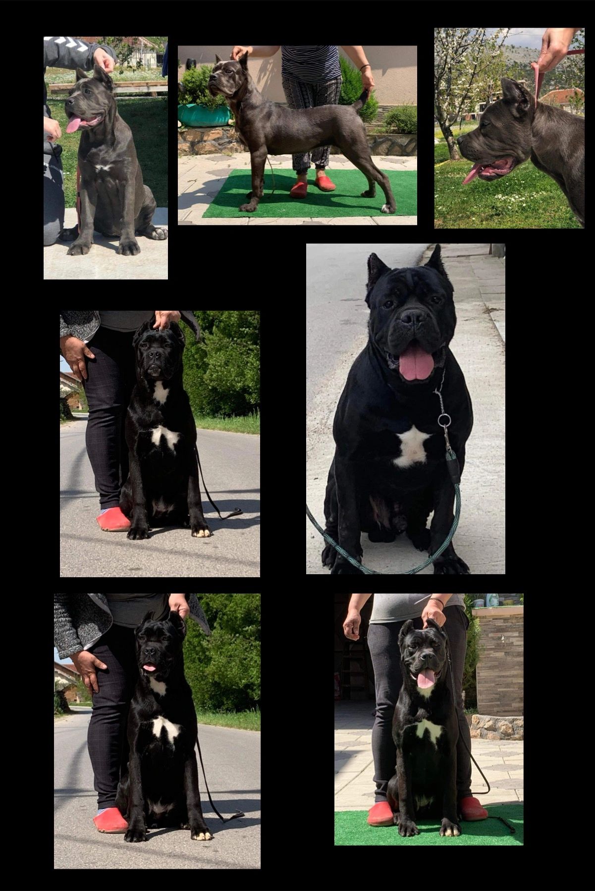 Unbelievable Cane Corso Puppies Available Now! - 39334zn