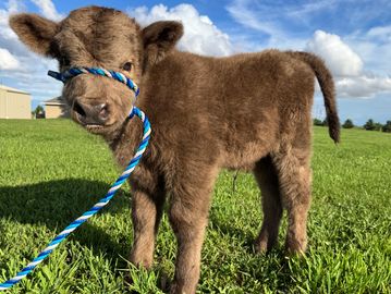 A fluffy calf with a blue rope halter stands on green grass under a partly cloudy sky.