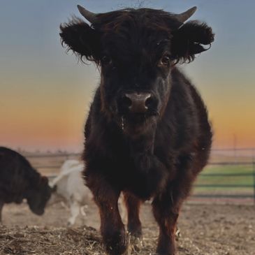 A close-up of a black bull calf standing in a field at sunset.