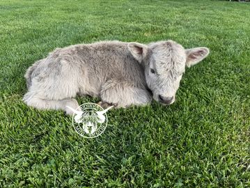 A fluffy baby cow resting on green grass.