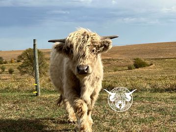 A fluffy Highland cow walking on a grassy field under a blue sky.