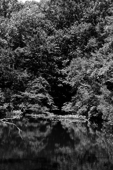 Black and white. A view across water into shadowy trees.