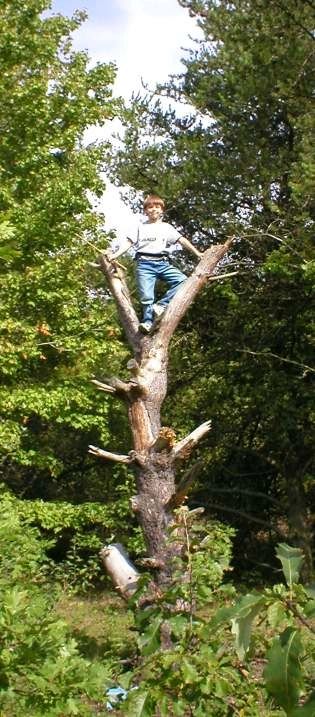 b_timeout_tree.jpg