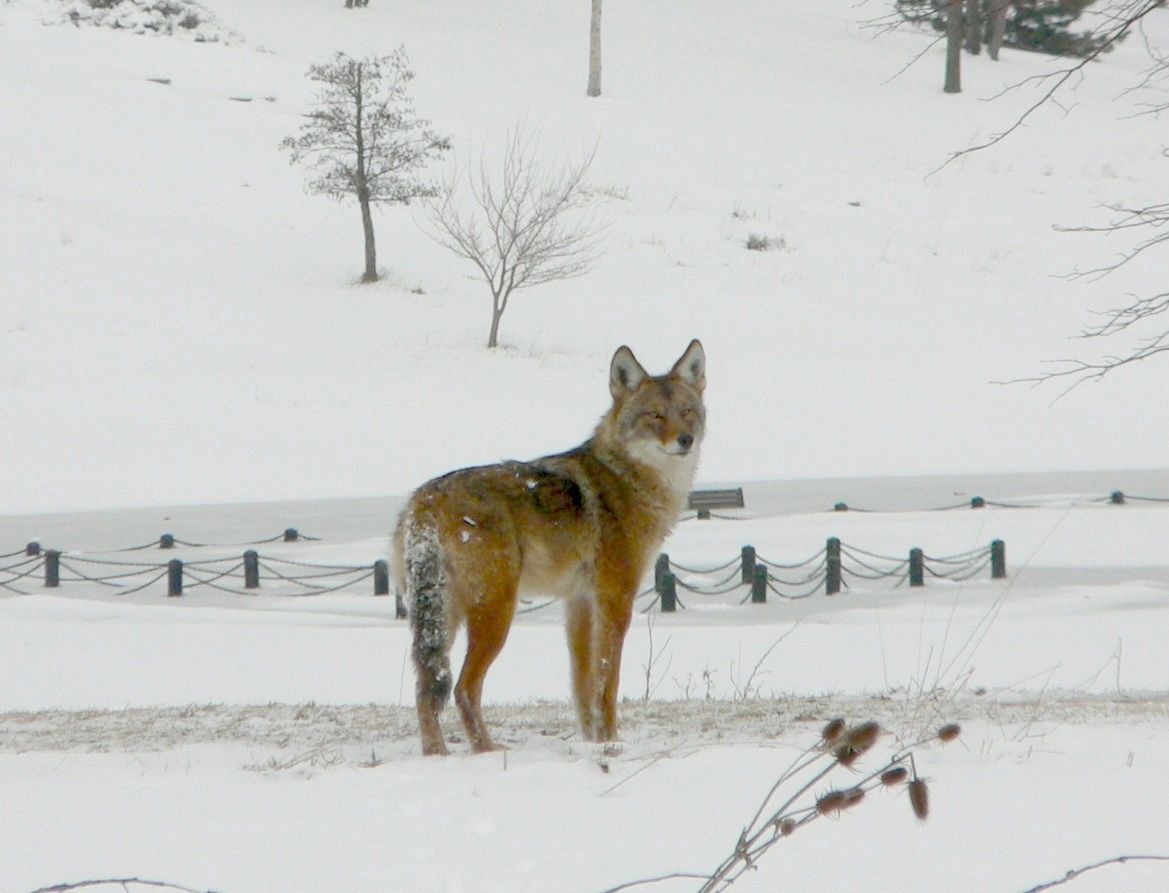 coyote.jpg