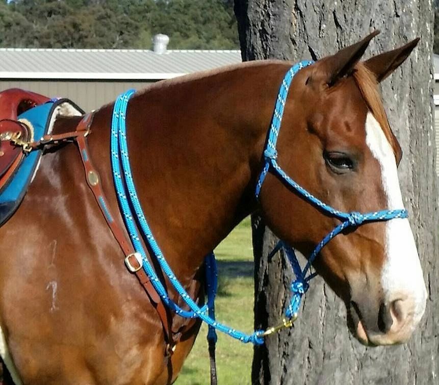InSync Halters & Accessories - Rope Horse Equipment, Australian Made