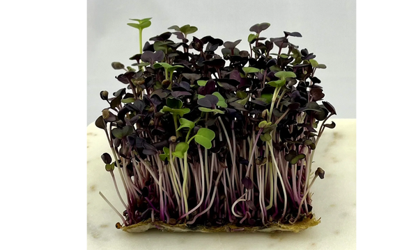 Microgreen: Radish on hemp grown mat. 