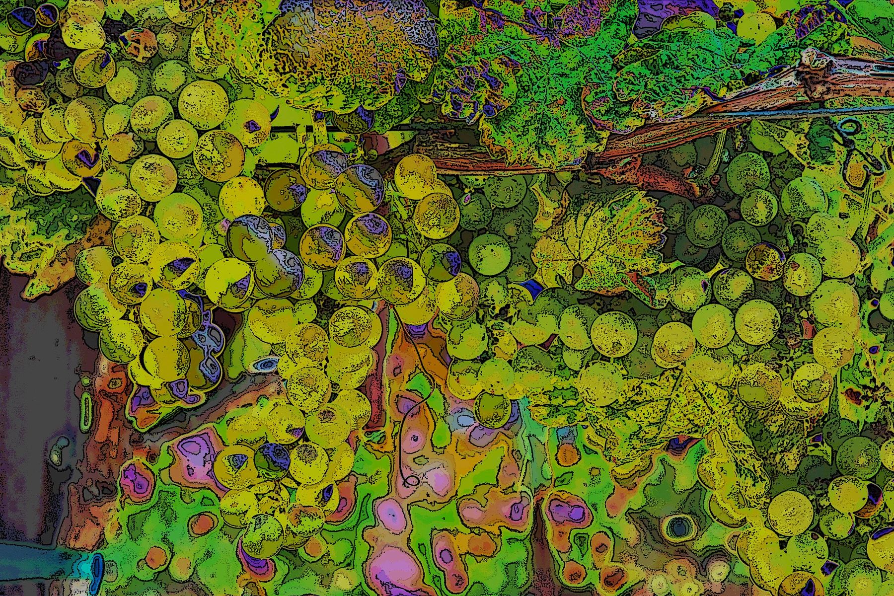 An abstract somewhat posterized view of green grapes on a vine in a vineyard. chartreuse, purples..
