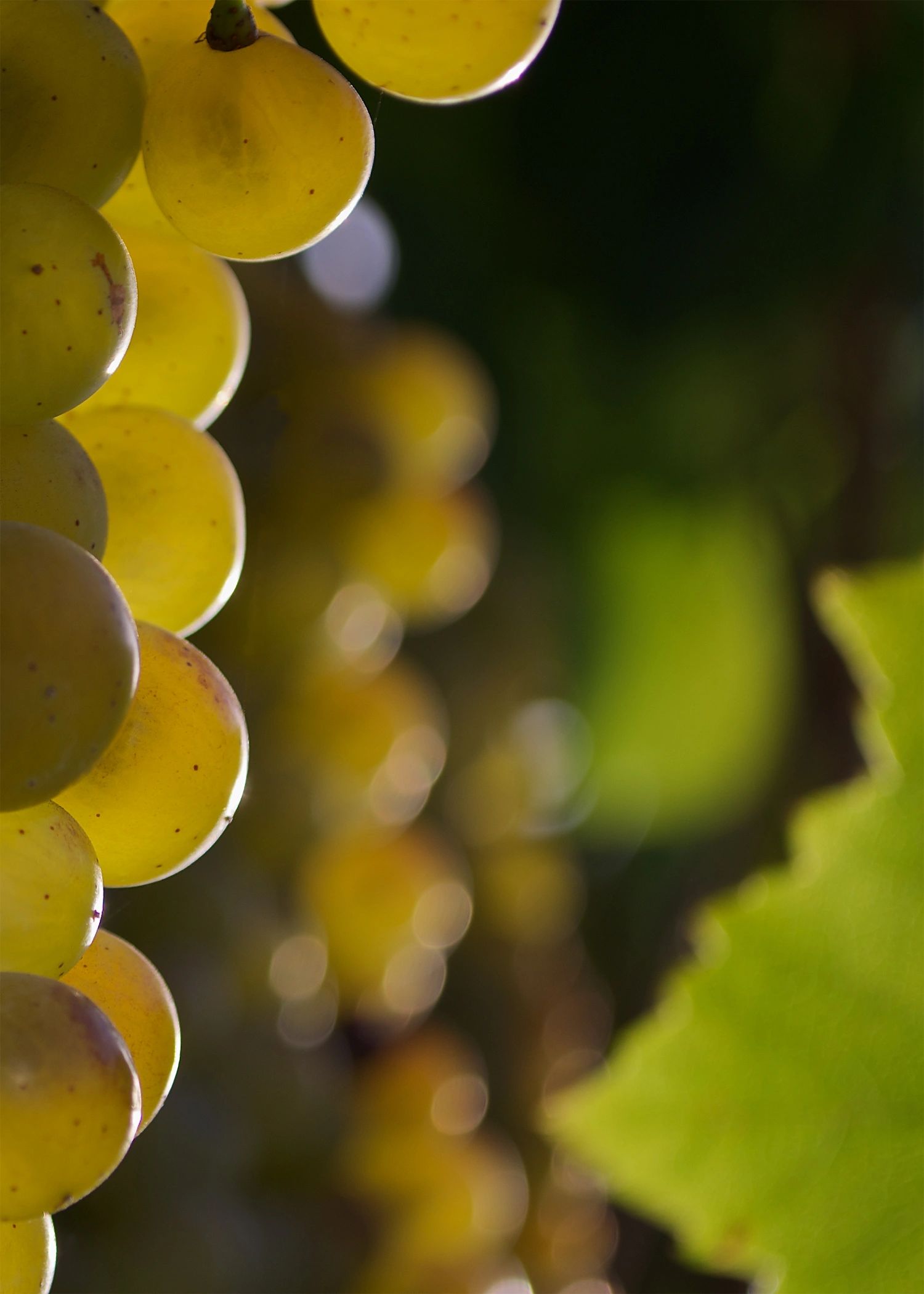 Partial grape cluster on one side of the image, with many behind it in a boca type view, Partial gra