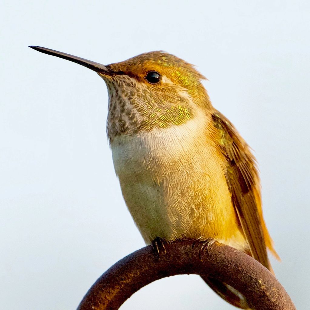 "On a Break" Image of a squatty Rufus Humming Bird resting ontop of a rusty metal garden decoration 