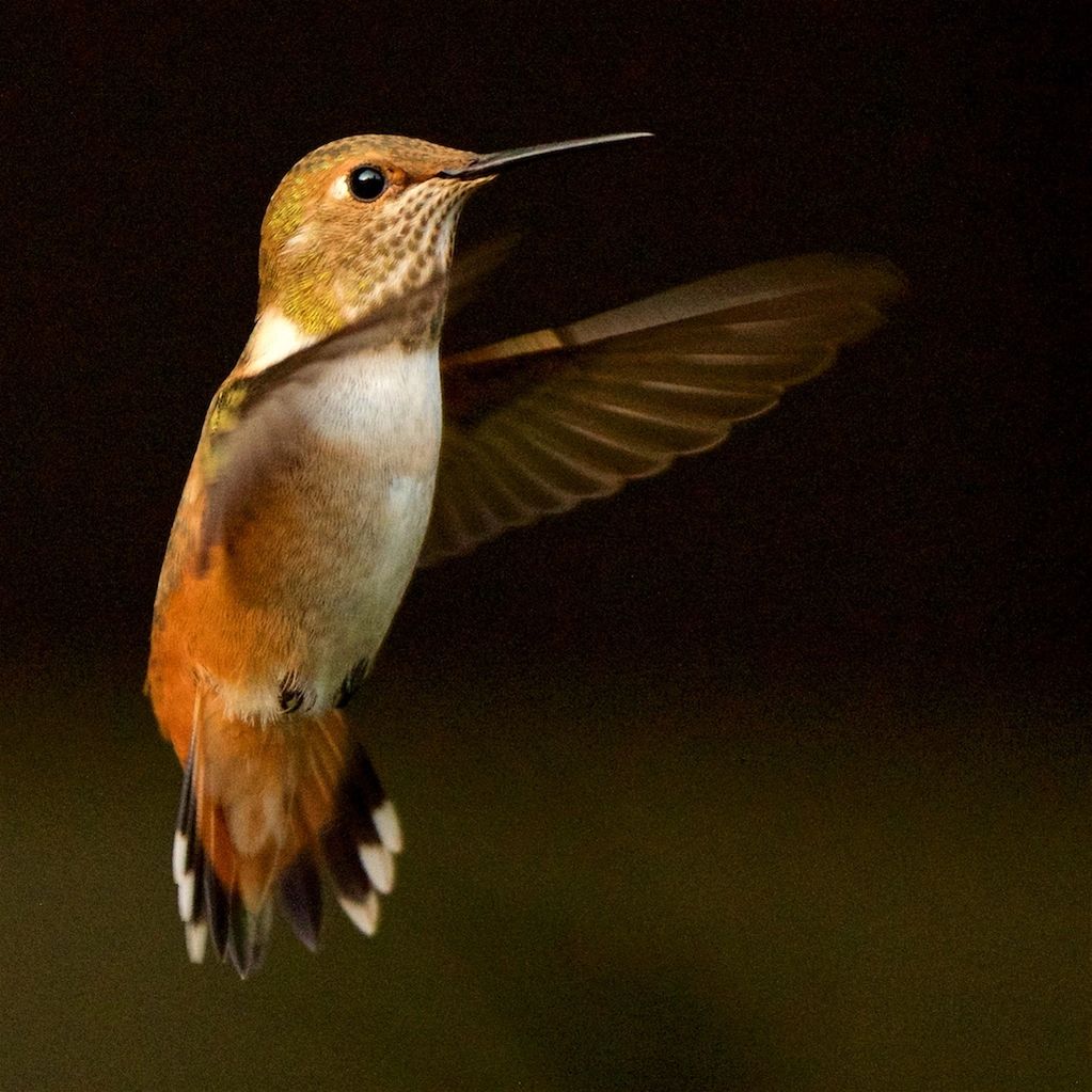 Just a moment frozen in time... This perfect little Humming Bird appears to just hang in the air. 