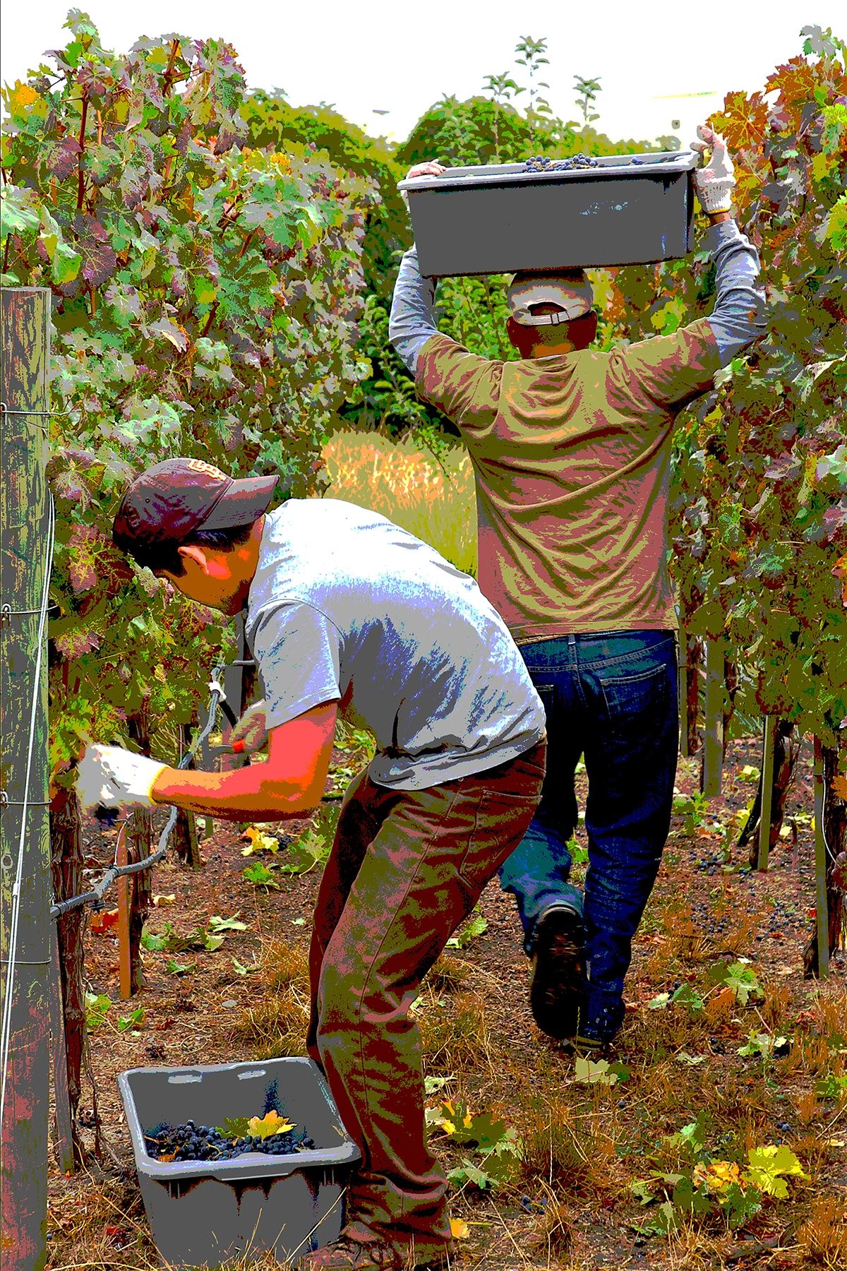 2 harvest workers in Napa Valley, cutting grapes from the Vine, and carrying a bin of grapes