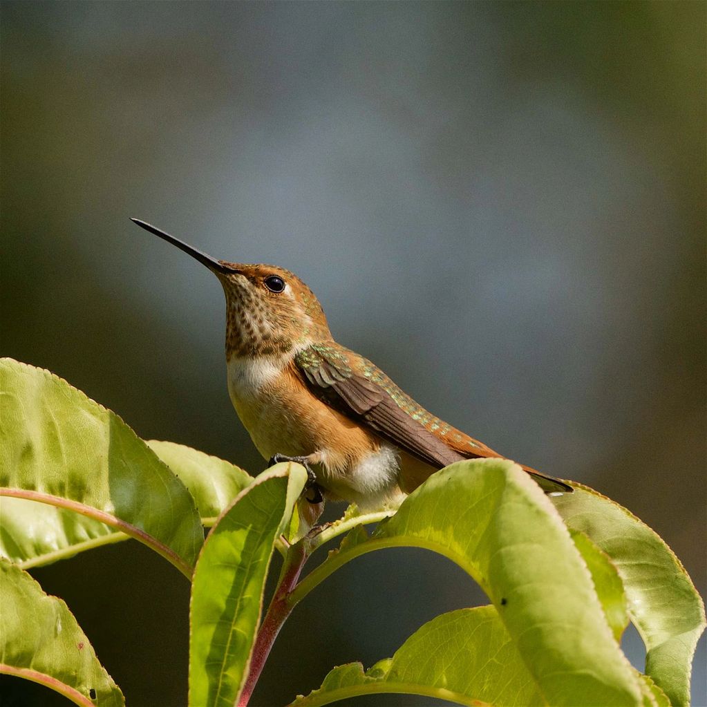 Image of a gorgeous Rufus Humming Bird Sitting on my nectarine tree.  